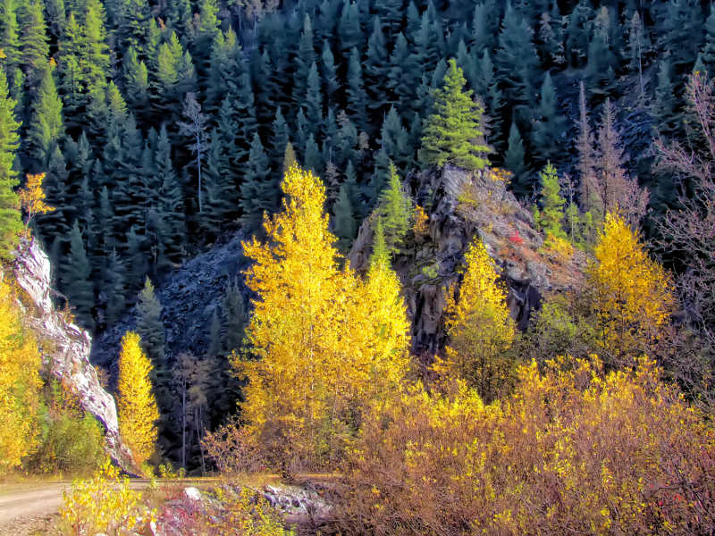 Fall colours on Eakin Creek Road, Highway 24, BC